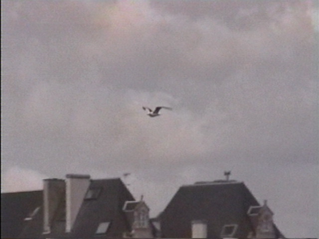 40 - VOL D'OISEAU 1.JPG